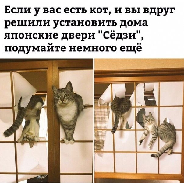 Если у вас есть кот и вы вдруг решили установить дома японские двери Сёдзи подумайте немного ещё