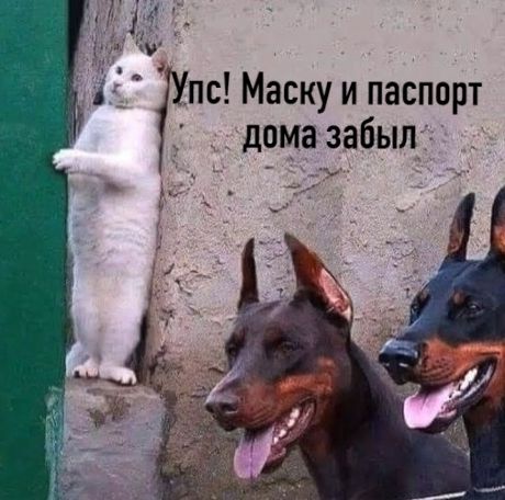 пс Маску и паспорт дома забыл