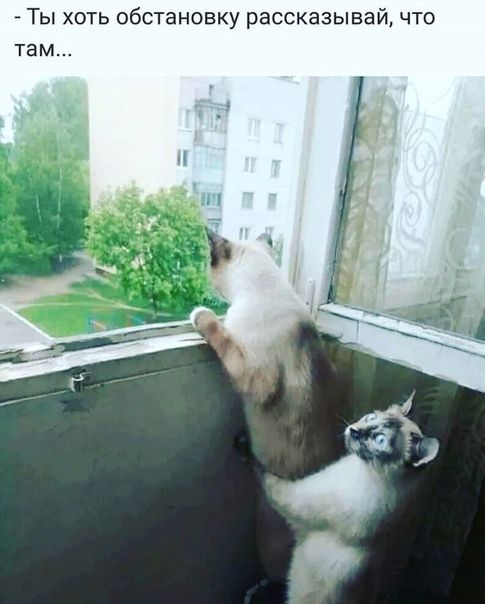 Ты хоть обстановку рассказывай что там