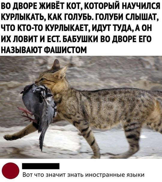 ВО дВОРЕ ЖИВЁТ КОТ КОТОРЫЙ НАУЧИЛСЯ КУРЛЫКАТЬ КАК ГОЛУБЬ ГОЛУБИ СЛЫШАТ ЧТО КТО ТО КУРЛЫКАЕТ ИДУТ ТУдАА ОН ИХ ЛОВИТ И ЕСТ БАБУШКИ ВО дВОРЕ ЕГО НАЗЫВАЮТ ФАШИСГ ОМ ВОТ что значит знать иностранные языки