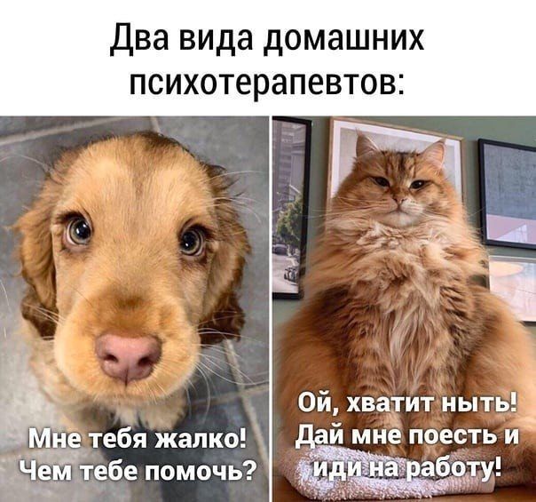 Два вида домашних психотерапевтов