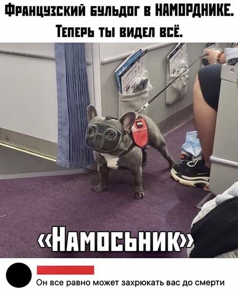 Фияицнзпкии нипьдпг нпнппдникн ТЕПЕРЬ ты ВИДЕЛ НЕЕ Нимппьнию Он все равно может захрюкать вас до смерти