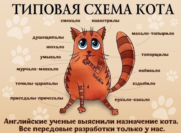 ТИПОВАЯ СХЕМА КОТА сменила ии шрилы намечен ирина душещипмы июхмо топорщилы умыпвло пятнами мо яв шильгцвряпялы иль било припмлыйпиичеты ушт Английские ученые выяснили назначение кота Все передовые разработки только у нас