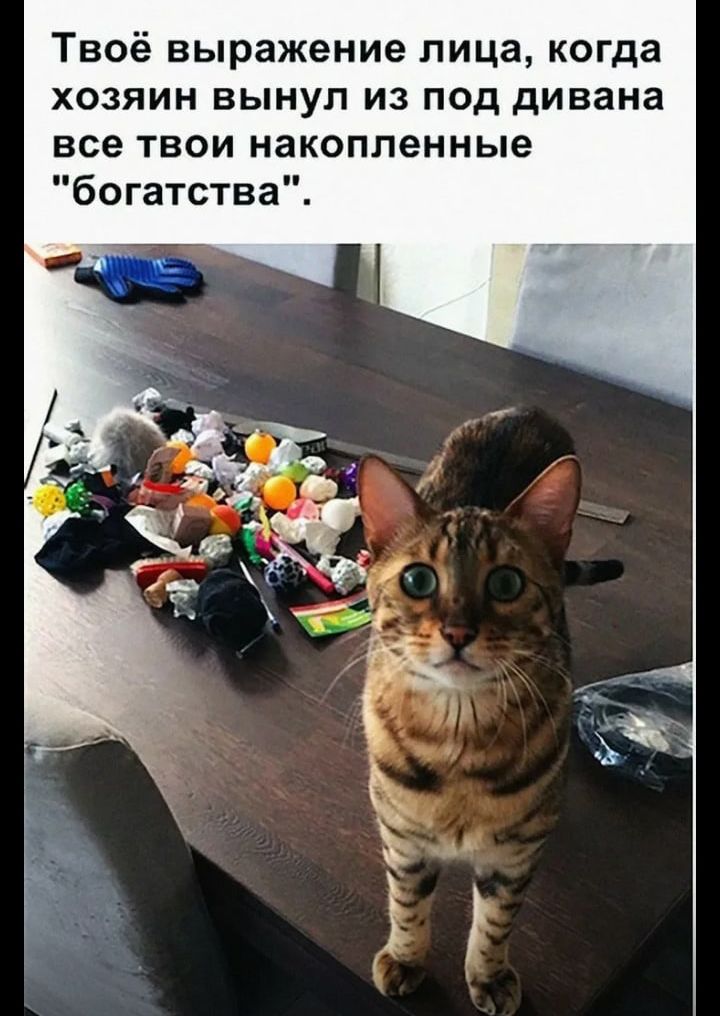 Твоё выражение лица когда хозяин вынул из под дивана все твои накопленные богатства