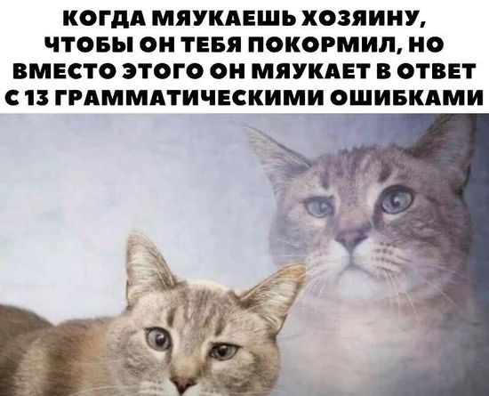 КОГДА МЯУКАЕШЬХОЗЯИНУ ЧТОБЫ ОН ТЕБЯ ПОКОРМИЛ НО ВМЕСТО ЭТОГО ОН МЯУКАЕТ В ОТВЕТ С 13 ГРАММАТИЧЕСКИМИ ОШИБКАМИ