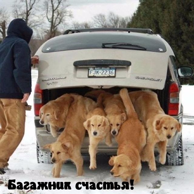 Багржшш счастізі
