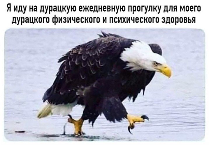 Я иду на дурацкую ежедневную прогулку для моего дурацкого физического и психического здоровья