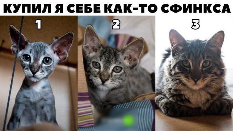 КУПИЛ Я СЕБЕ КАК ТО СФИНКСА