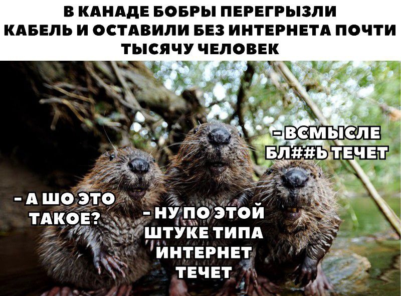 В КАНАДЕ БОБРЫ ПЕРЕГРЫЗЛИ КАБЕЛЬ И ОСТАВИЛИ БЕЗ ИНТЕРНЕТА ПОЧТИ ТЫСЯЧУ ЧЕЛОВЕК