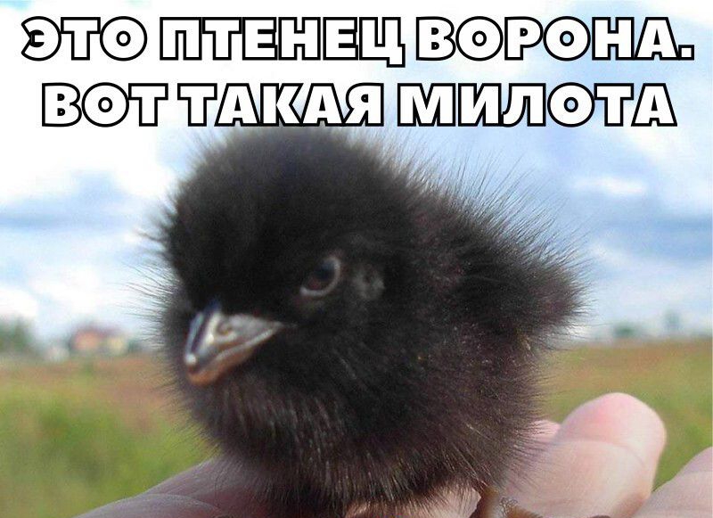 ЁЩ РОШШП ТгА КАЯ ПШШШбЁШ