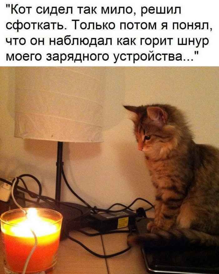 Кот сидел так мило решил сфоткать Только потом я понял что он наблюдал как горит шнур моего зарядного устройства