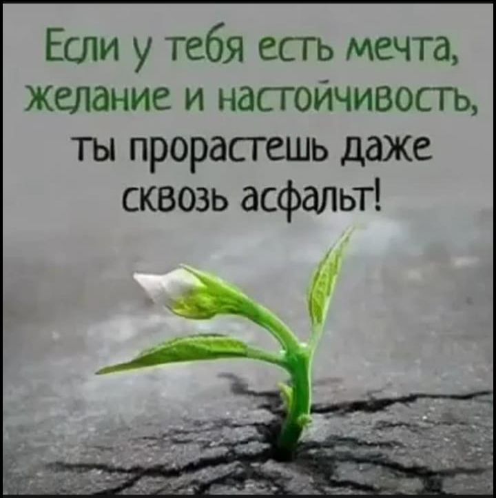 Если у тебя есгь мечта желание и насгойчизосгь ты прорасгешь даже сквозь асфаЛЬТ