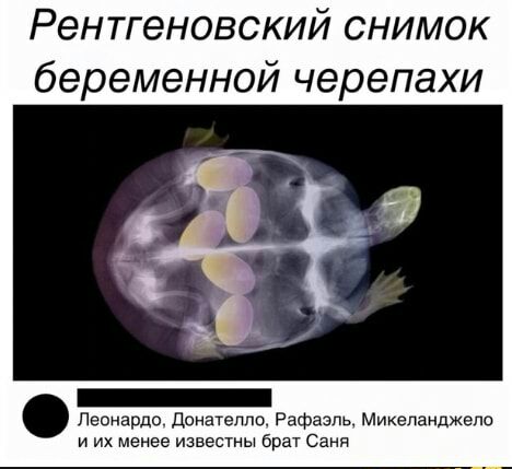 Рентгеновский снимок беременной черепахи Леонардо Донателло Рафаэль Микеланджело и их менее известны Брат Саня