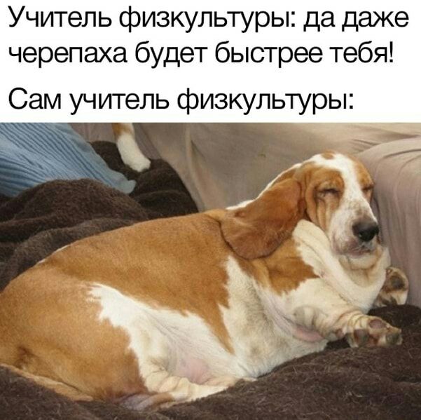Учитель физкультуры да даже черепаха будет быстрее тебя Сам учитель физкультуры