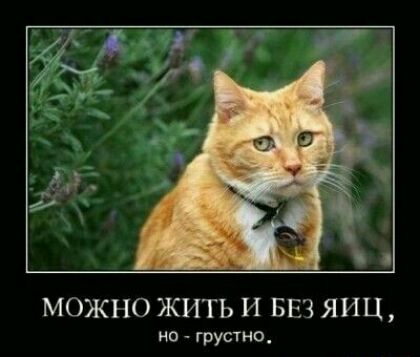 МОЖ О ЖИТЬ И БЕЗ ЯПЦ но грустно