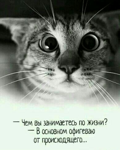 Чем вы занимаетесь по жизни _ В основном офигеваю от промходящего