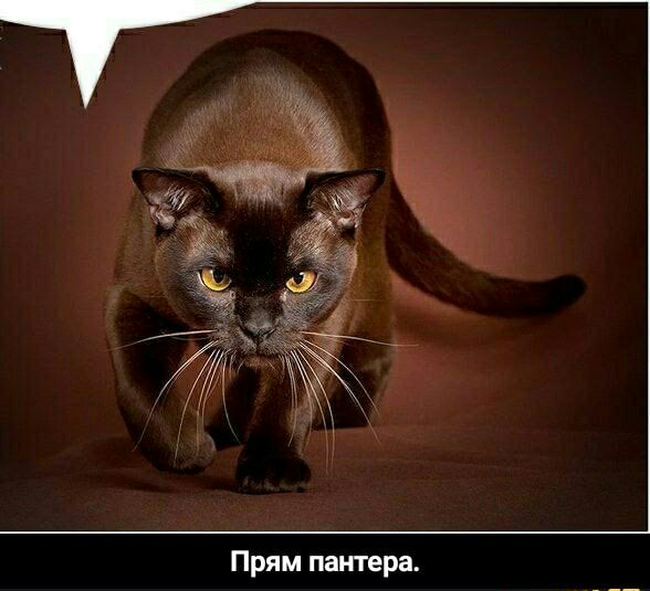 Прям пантера