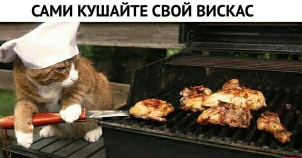 АМИ КУШАЙТЕ СВОЙ ВИСКАС