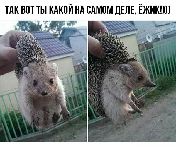 ЁЖИКШ _т_ ТАК ВПТ ТЫ КАКОЙ НА САМОМ дЕЛЕ Г