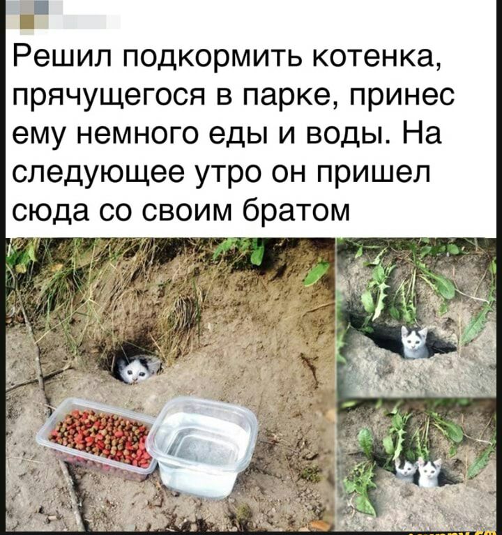 Е Решил подкормить котенка прячущегося в парке принес ему немного еды и воды На следующее утро он пришел сюда со своим братом