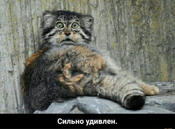 Сильно удивлен