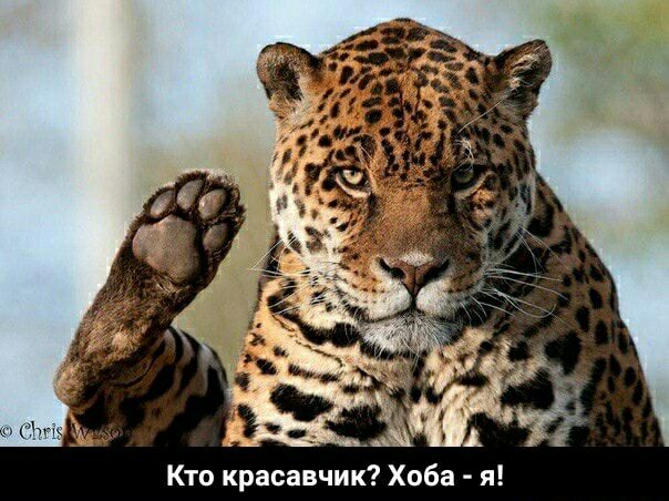 Ш а б 0 х к и ч в а с а В к т к