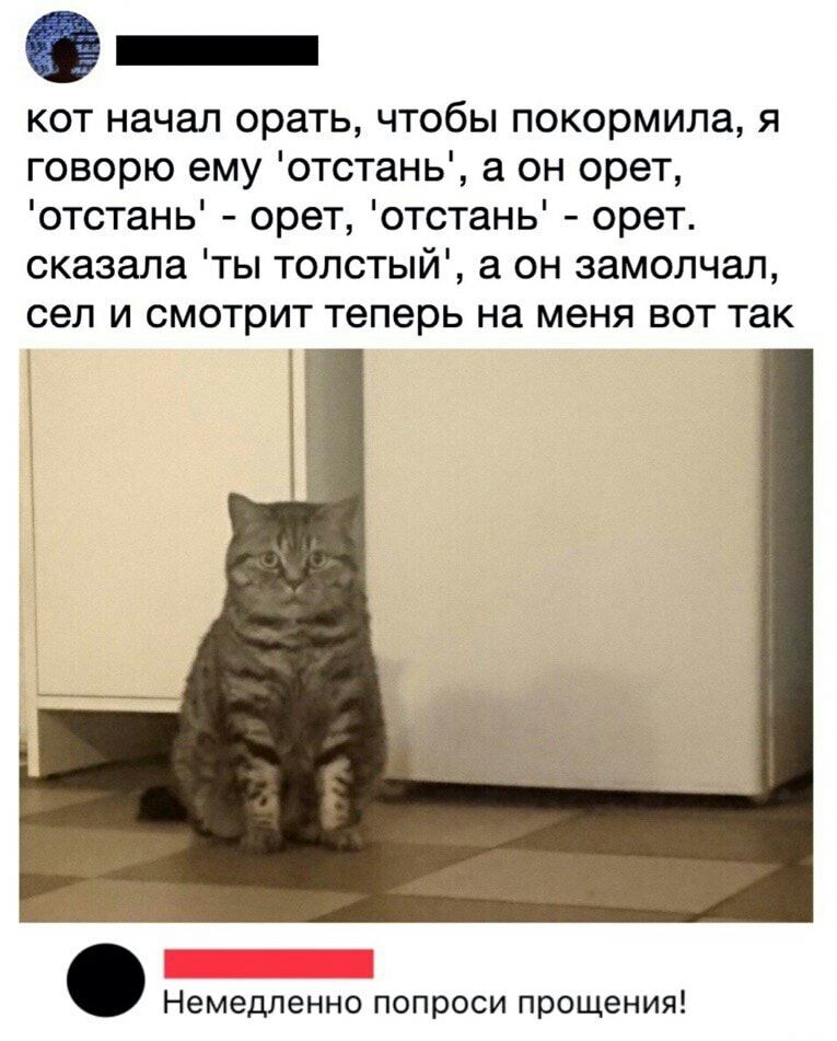 _ кот начал орать чтобы покормила я говорю ему отстань а он орет отстань орет отстань орет сказала ты толстый а он замолчал сел и смотрит теперь на меня вот так Немедленно попроси прощения