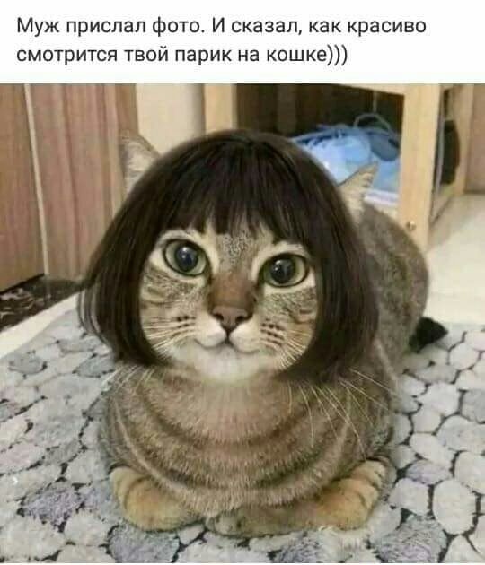Муж прислал фото И сказал как красиво смотрится твой парик на кошке