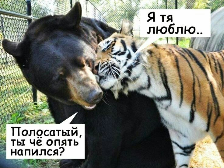 Полсатый ты че опять