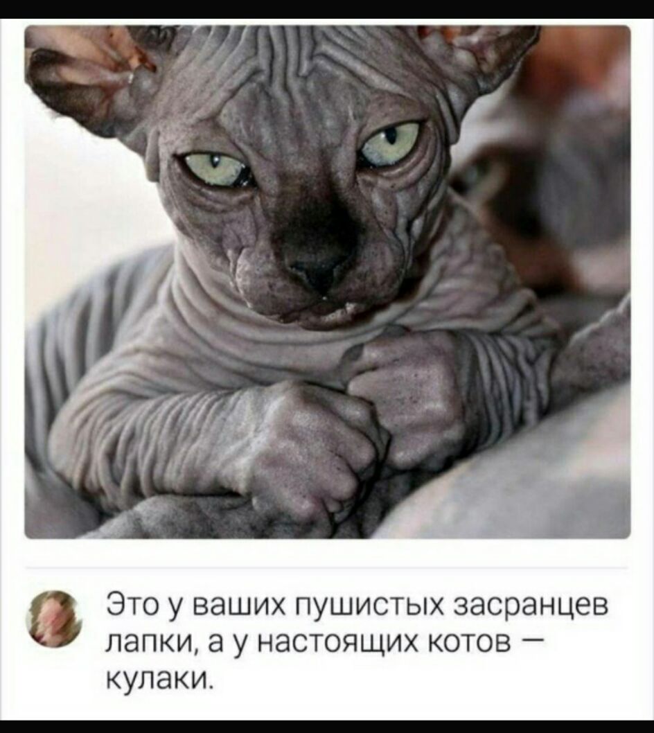 Это у ваших пушистых засранцев папки 8 у настоящих котов кулаки