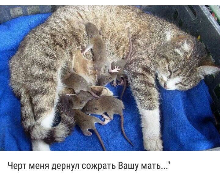 Черт меня дернул сожрать Вашу мать