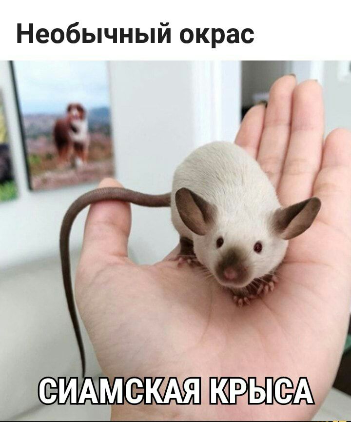 Необычный окрас КРЫСА