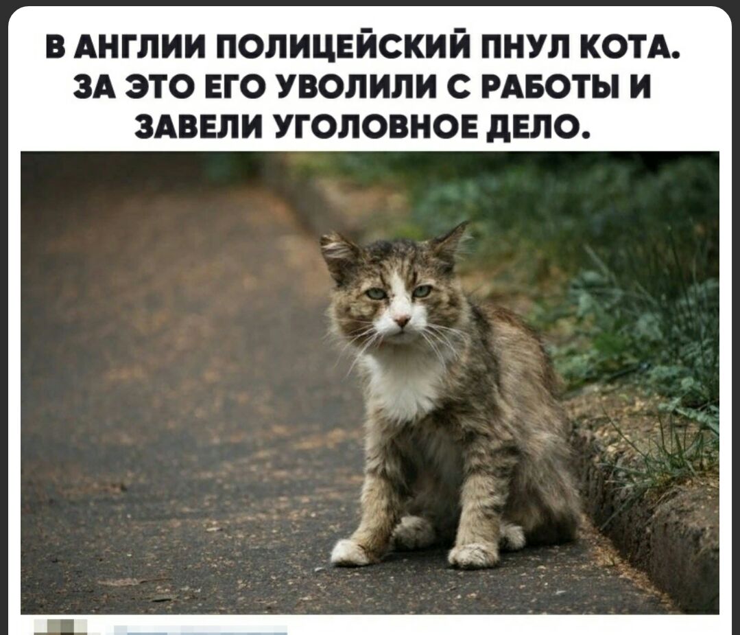 В АНГЛИИ ПОЛИЦЕИСКИИ ПНУЛ КОТА ЗА ЭТО ЕГО УВОЛИЛИ С РАБОТЫ И ЗАВЕЛИ УГОЛОВНОЕ дЕЛО