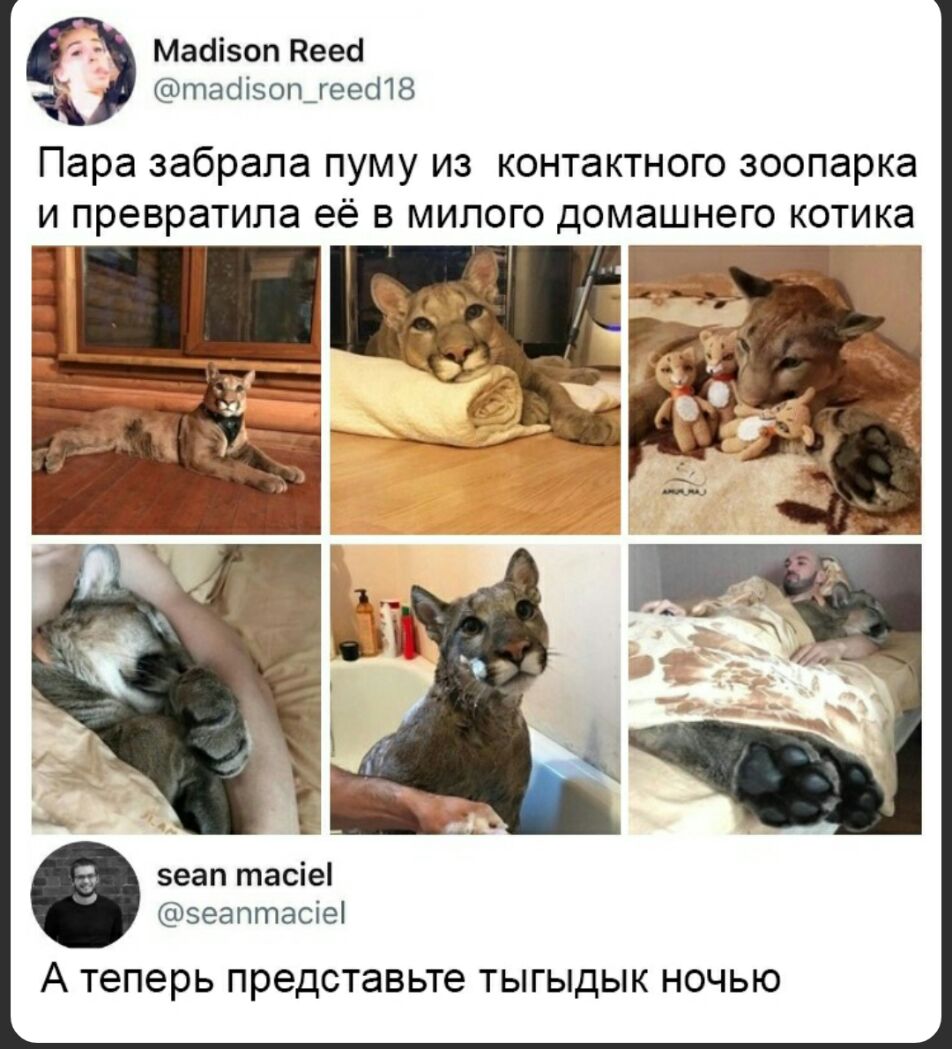 Мааіэоп Кеео таоізошгеетз Пара забрала пуму из контактного зоопарка и превратила её в милого домашнего котика _ зеап тасіеі зеаптасіеі А теперь представьте ТЬГЬДЫК НОЧЬЮ