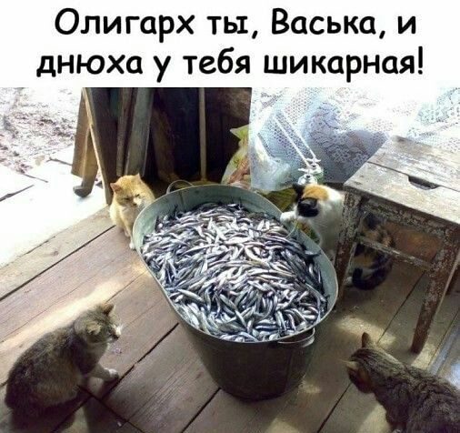 Олигарх ты Васька и днюха у тебя шикарная