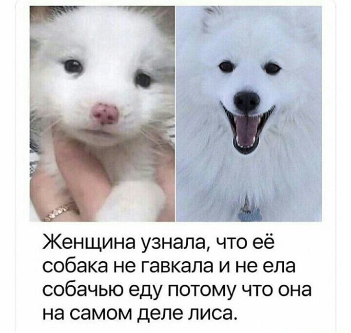 Женщина узнала что её собака не гавкала и не ела собачью еду ПОТОМУ ЧТО ОНЭ НЭ самом деле ЛИСЭ