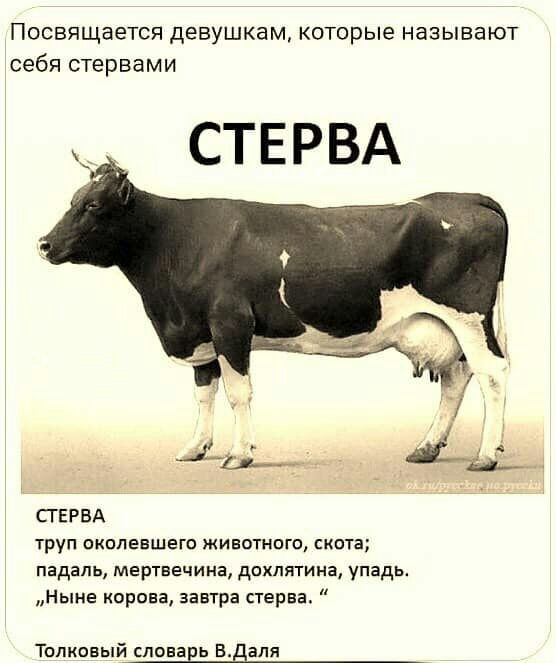 Посвящается девушкам которые называют себя стервами СТЕРВА СГЕРВА труп окопевшего животного скота падаль мертвечина дохлятина упадь Ныне корова завтра стерва Толковый словаЕЬ Вдапя