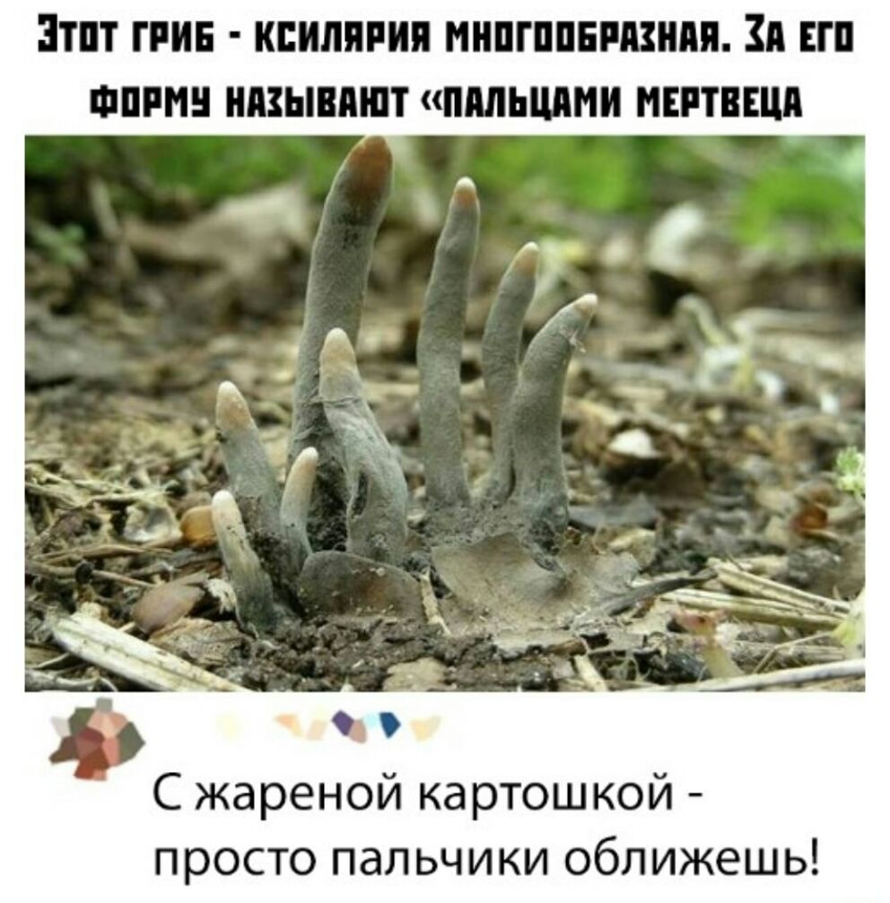 ЗПП ПИЕ КЕИЛПРИП ИНПГППЕМВНМ зд ЕП ФИРМ НМЫМШТ ШШЬМИИ МЕНЕЕ С жареной картошкой просто пальчики оближешь