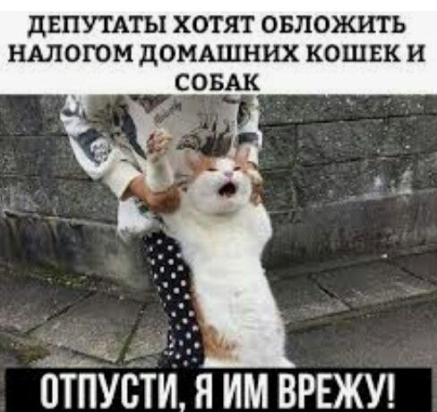 дЕПУТАТЫ ХОТЯТ ОБЛОЖИТЬ НАЛОГОМ дОМАШНИХ КОШЕК и СОБАК біпійстдя им врвжш