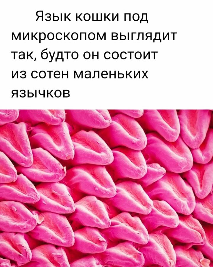 Язык кошки под микроскопом выглядит так будто он состоит из сотен маленьких язычков