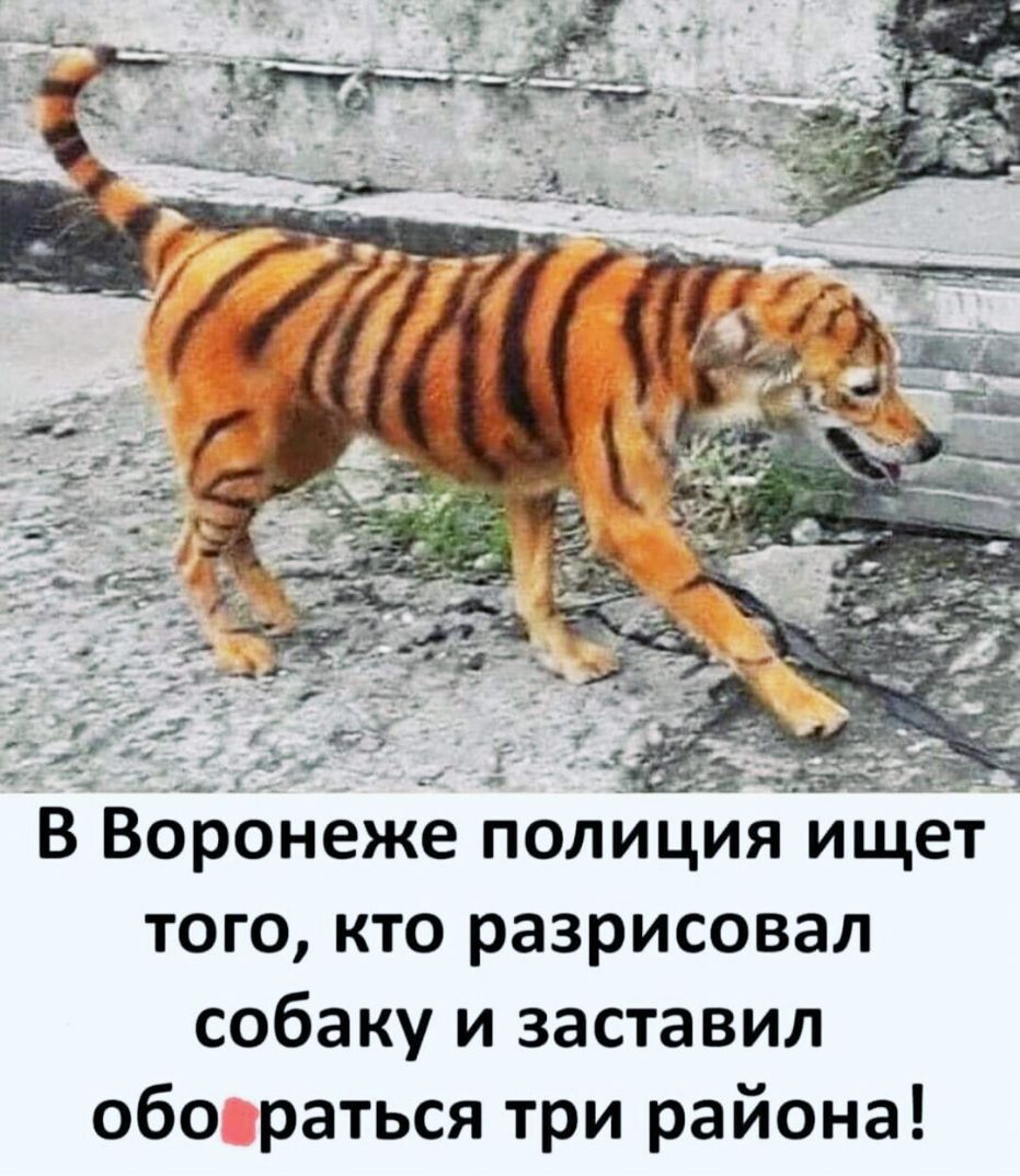 того кто разрисовал собаку и заставил обо раться три района