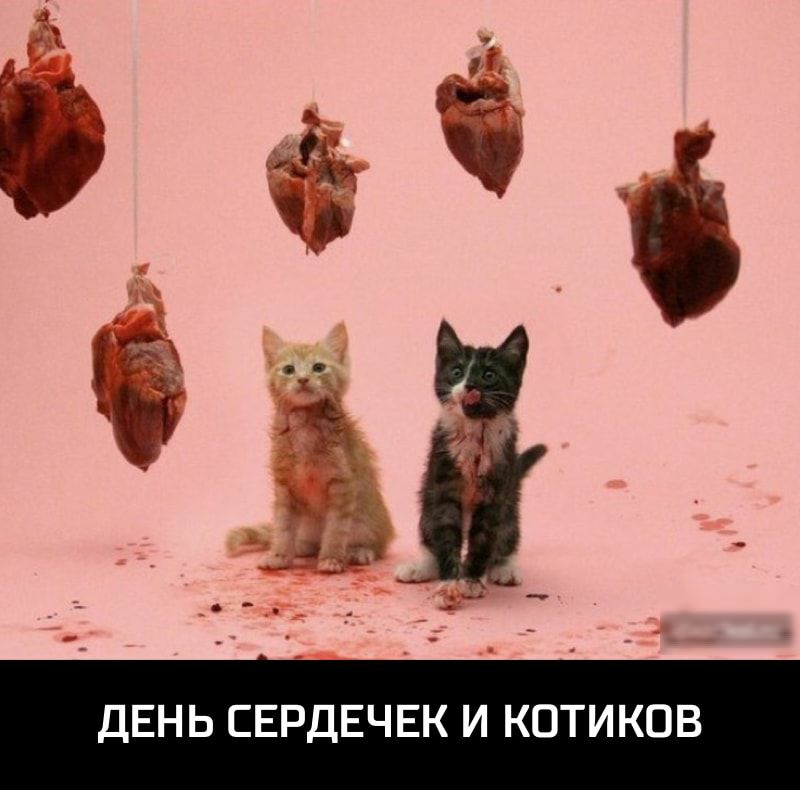 В О К И _ О К И К Е Ч Е Д В Е С Ь Н Е Д