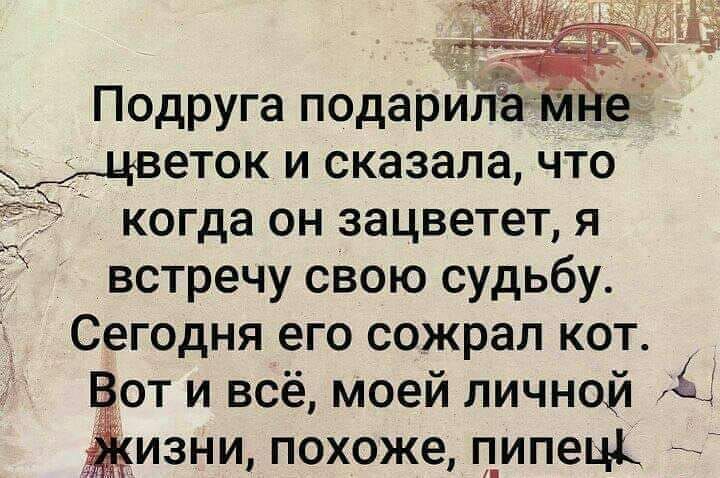 Подруга подарилаМ е Аветок и сказала что когда он зацветет я встречу свою судьбу Сегодня его сожрал кот от и всё моей личной Ёмзни похоже пипец