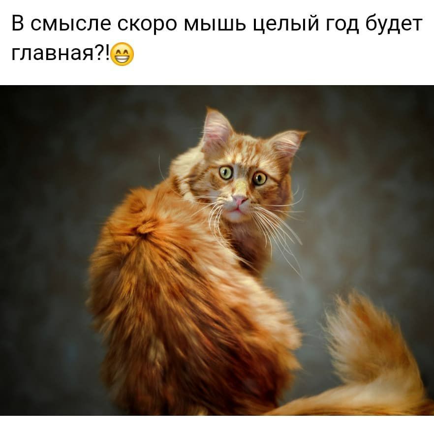 В смысле скоро мышь целый год будет главнаяе