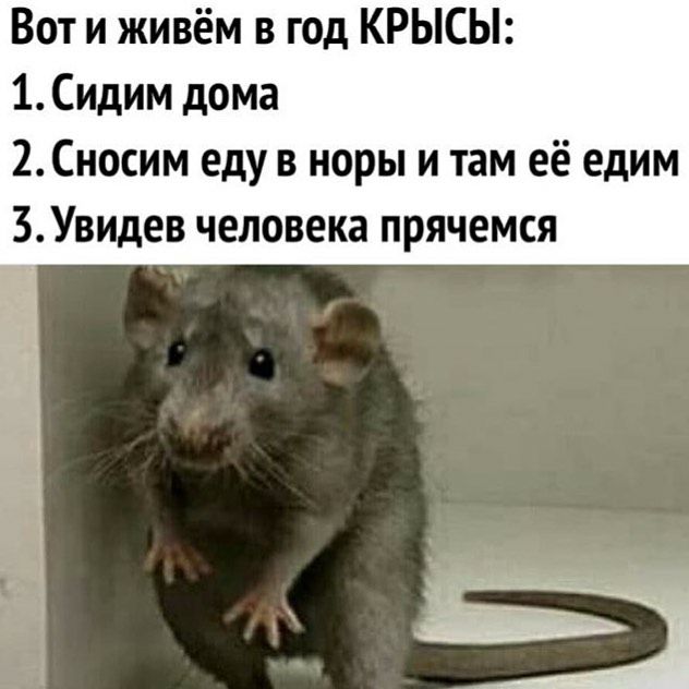 Вот и живём в год КРЫСЫ 1 Сидим дома 2Сносим еду в норы и там её едим БУвидев человека прячемся