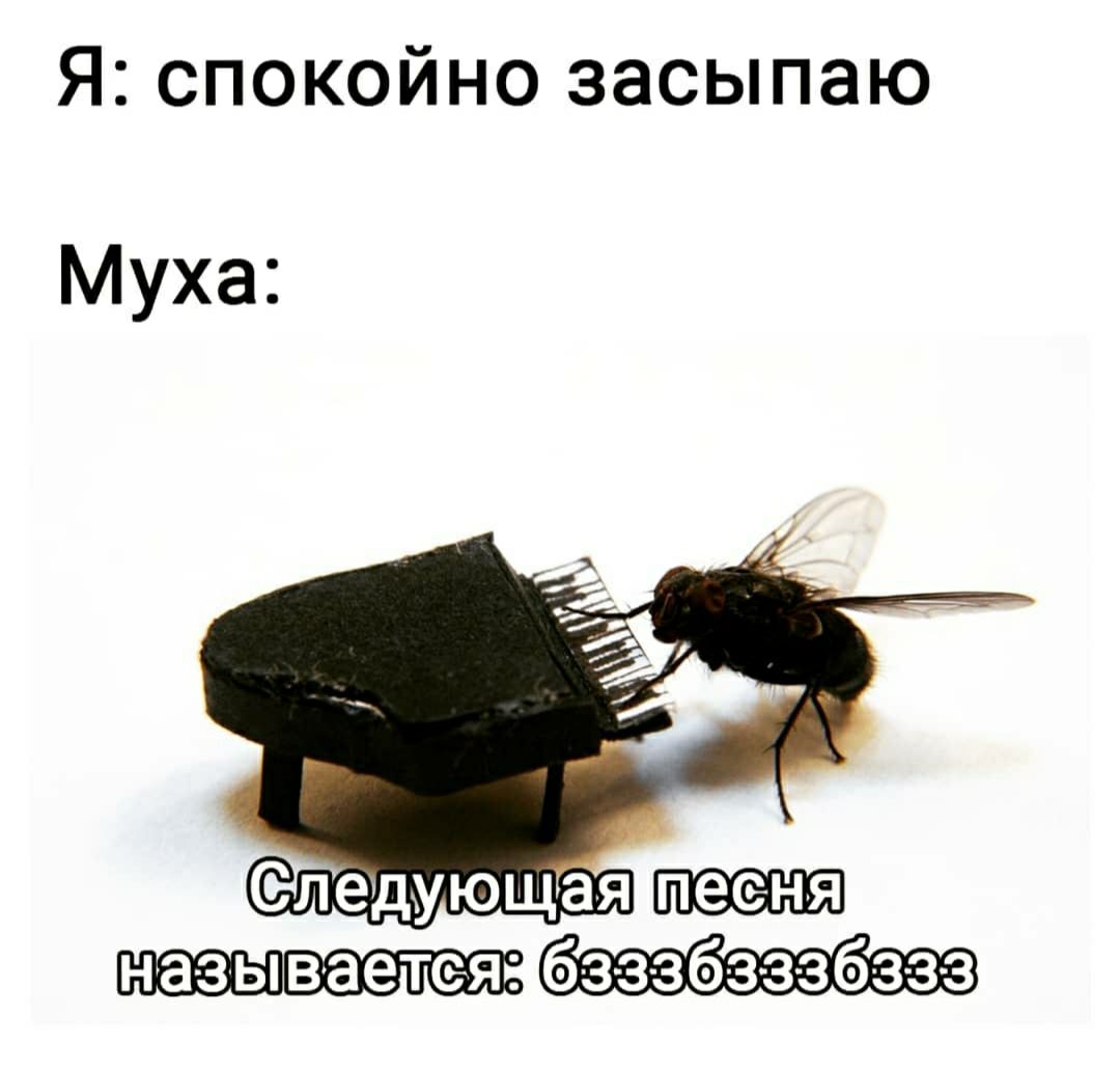 Я спокойно засыпаю Муха бзззбз ззбззз