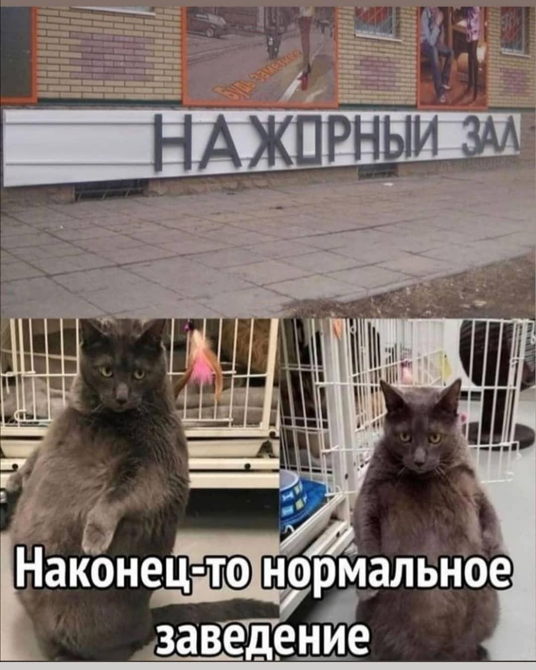 за веде нае