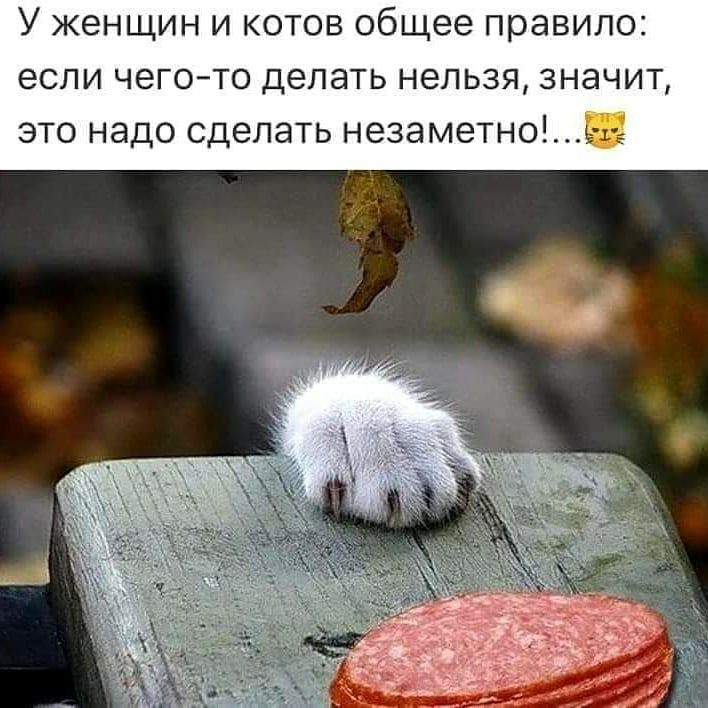 У женщин и котов общее правило если чегото делать нельзя значит это надо сделать незаметноьг_