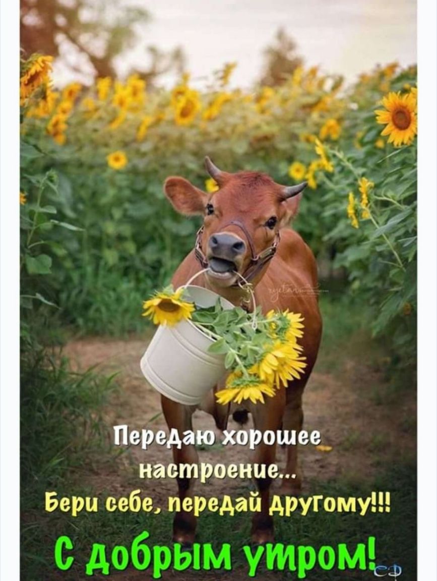 Передаю хорошее настроение Бегом зебе петелай чт