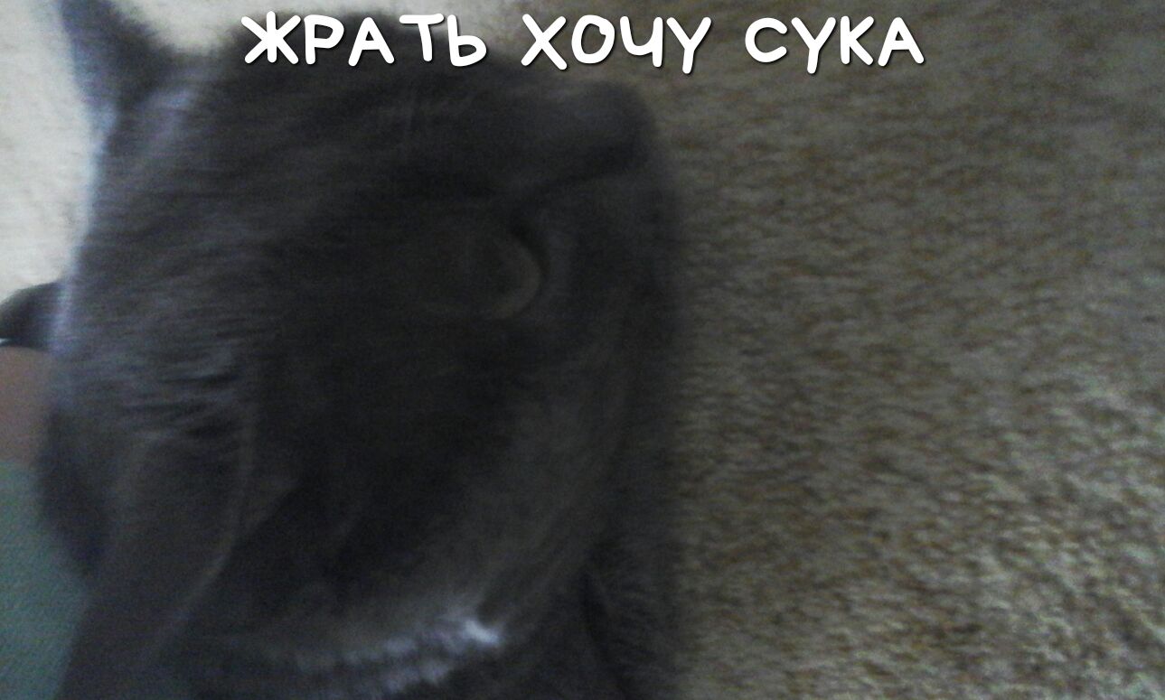 А ХОЧУ СУКА